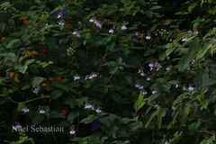 Impatiens maculata